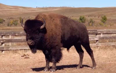 Black Hills of South Dakota